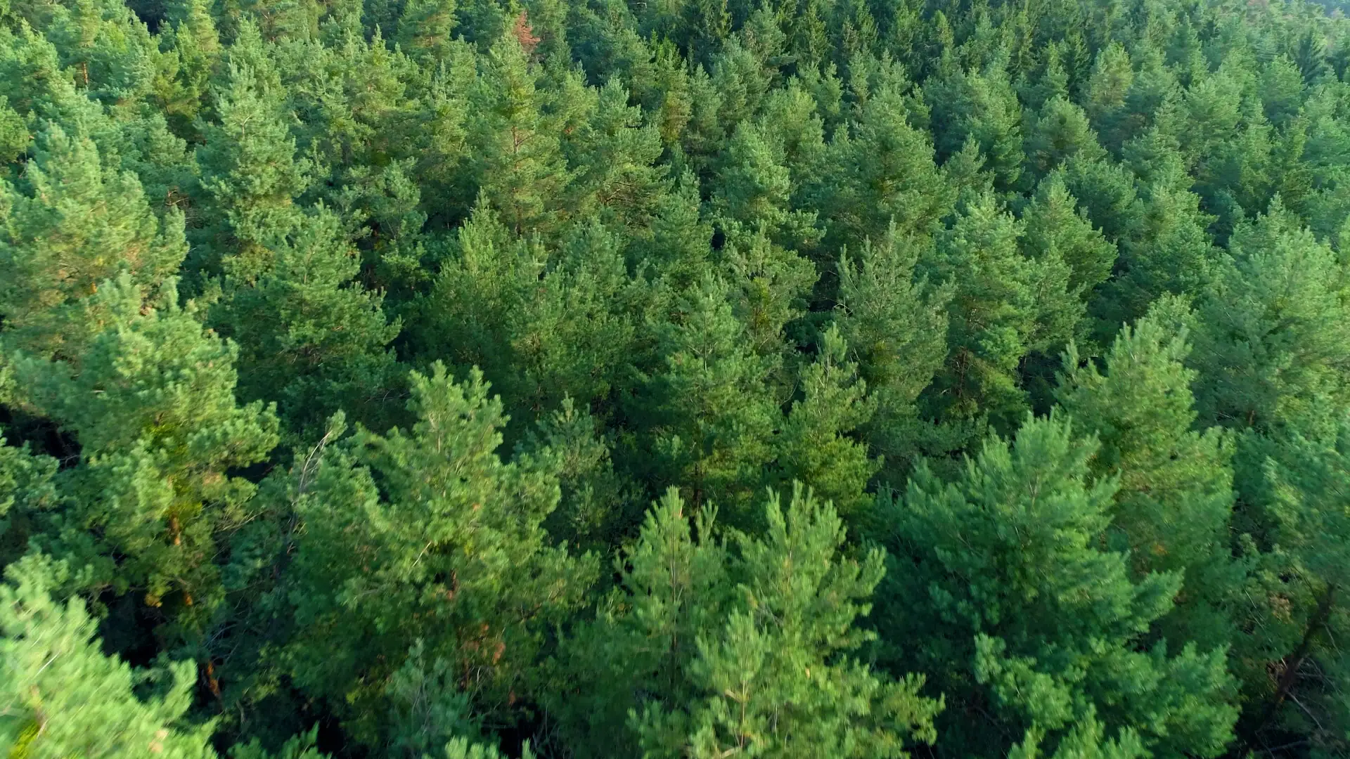 Dense green forest canopy seen from above