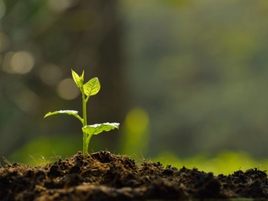 A young seedling growing from dark soil in soft sunlight